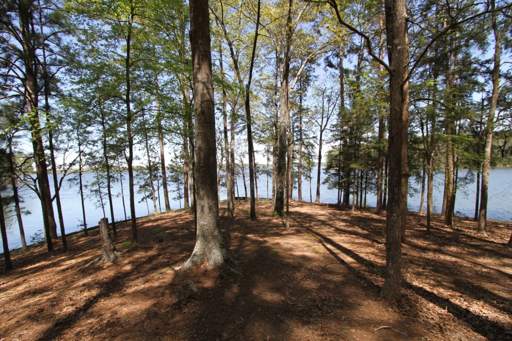 Piney forest by Lake Claiborne in north Louisiana
