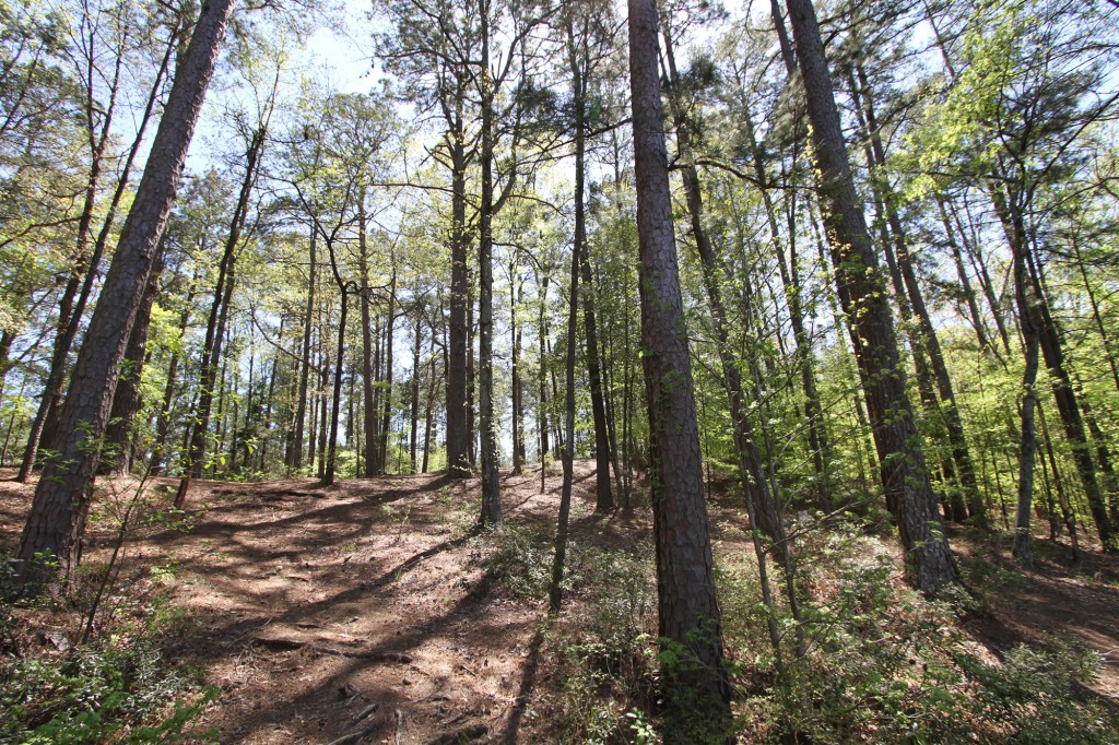 Sunshine through the pines of North Louisiana
