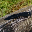 Kershaw Cryo Tanto Blackwash Knife 1555TBW